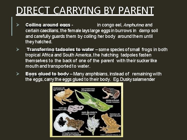 DIRECT CARRYING BY PARENT Ø Coiling around eggs in congo eel, Amphuima and certain