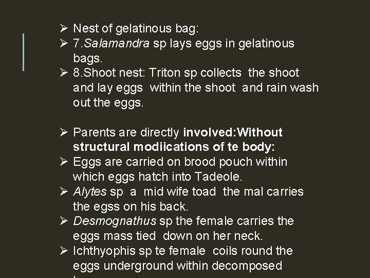 Ø Nest of gelatinous bag: Ø 7. Salamandra sp lays eggs in gelatinous bags.