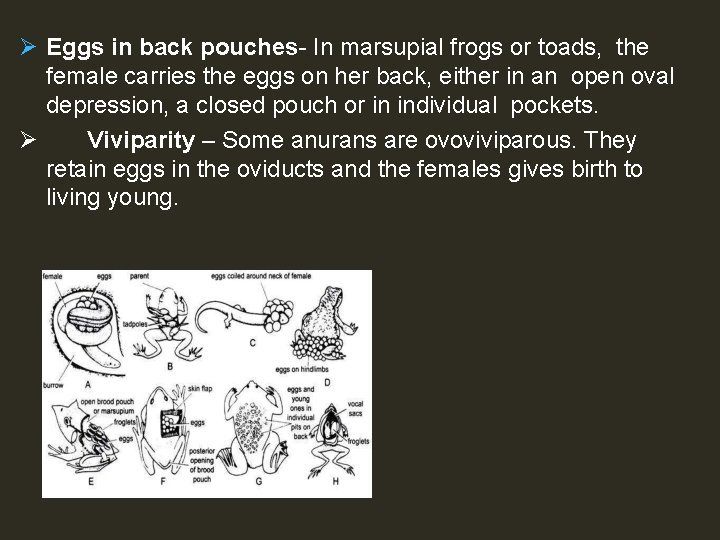 Ø Eggs in back pouches- In marsupial frogs or toads, the female carries the