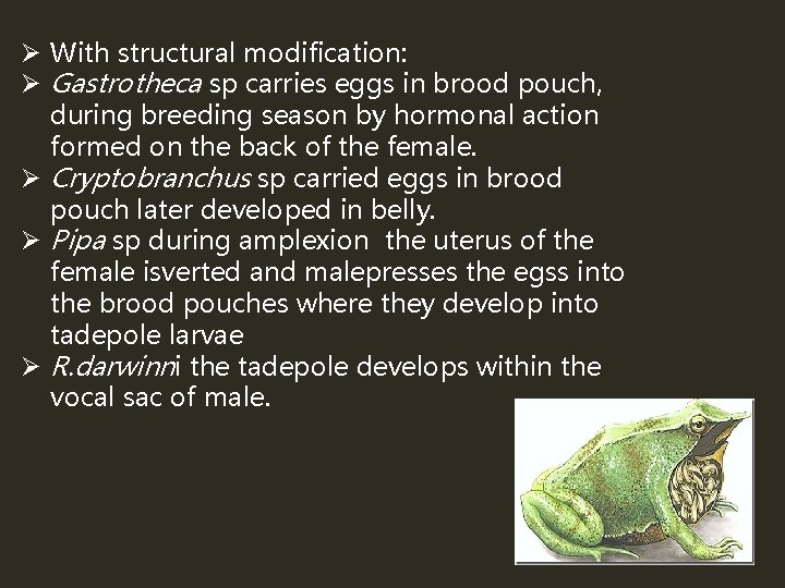 Ø With structural modification: Ø Gastrotheca sp carries eggs in brood pouch, during breeding