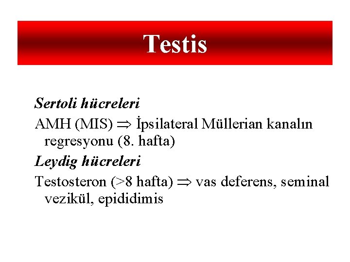 Testis Sertoli hücreleri AMH (MIS) İpsilateral Müllerian kanalın regresyonu (8. hafta) Leydig hücreleri Testosteron
