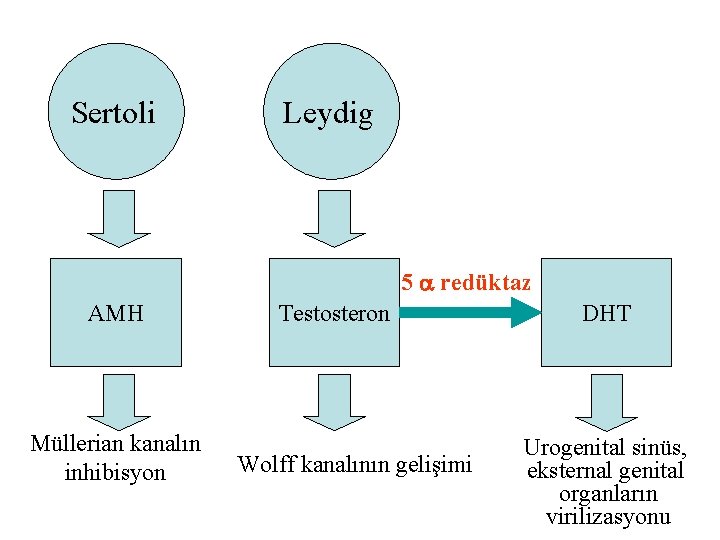 Sertoli Leydig 5 a redüktaz AMH Müllerian kanalın inhibisyon Testosteron Wolff kanalının gelişimi DHT