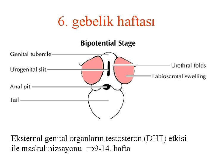 6. gebelik haftası Eksternal genital organların testosteron (DHT) etkisi ile maskulinizsayonu 9 -14. hafta