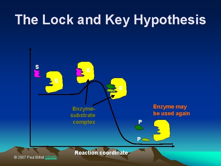 The Lock and Key Hypothesis S E Enzymesubstrate complex Enzyme may be used again