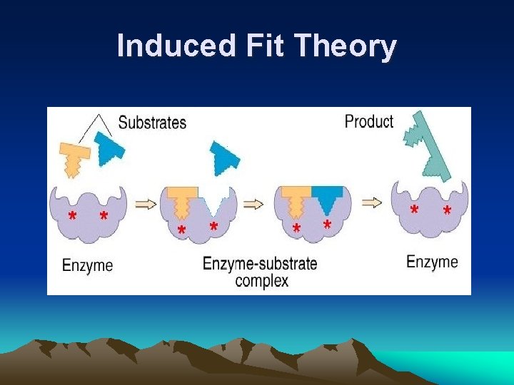 Induced Fit Theory 