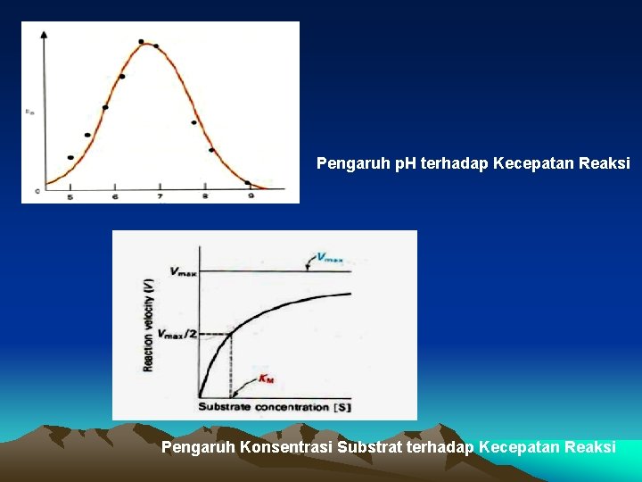 Pengaruh p. H terhadap Kecepatan Reaksi Pengaruh Konsentrasi Substrat terhadap Kecepatan Reaksi 