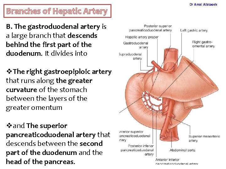 Branches of Hepatic Artery Dr Amal Albtoosh B. The gastroduodenal artery is a large Branches of Hepatic Artery Dr Amal Albtoosh B. The gastroduodenal artery is a large