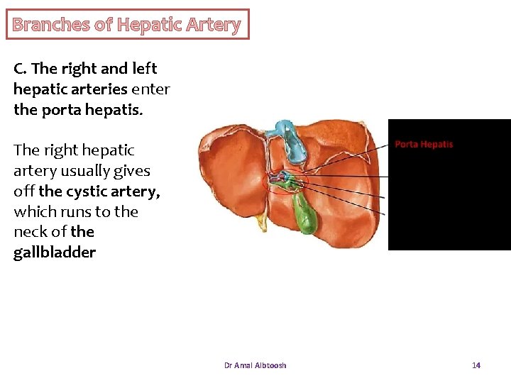 Branches of Hepatic Artery C. The right and left hepatic arteries enter the porta Branches of Hepatic Artery C. The right and left hepatic arteries enter the porta
