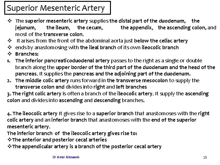 Superior Mesenteric Artery v The superior mesenteric artery supplies the distal part of the Superior Mesenteric Artery v The superior mesenteric artery supplies the distal part of the