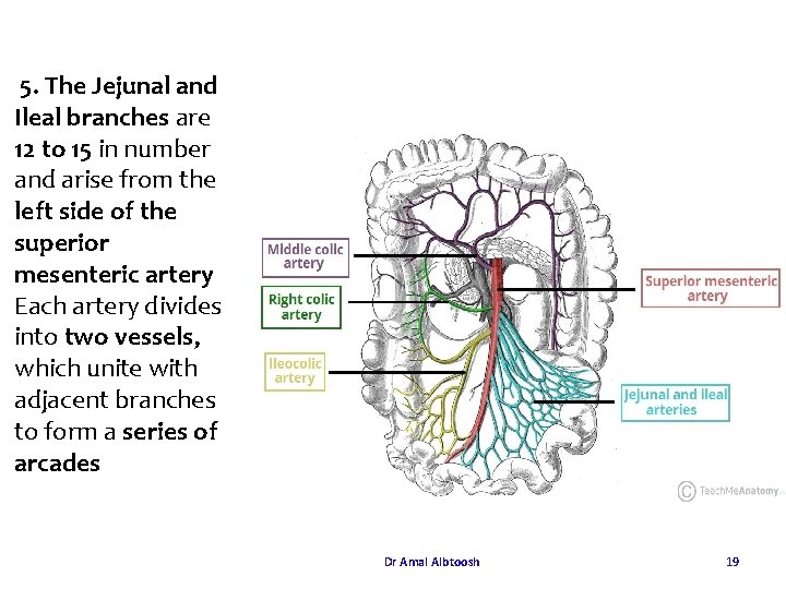 5. The Jejunal and Ileal branches are 12 to 15 in number and arise 5. The Jejunal and Ileal branches are 12 to 15 in number and arise
