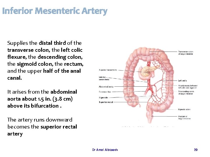Inferior Mesenteric Artery Supplies the distal third of the transverse colon, the left colic Inferior Mesenteric Artery Supplies the distal third of the transverse colon, the left colic