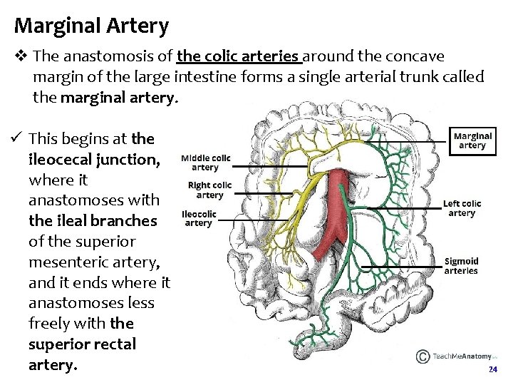 Marginal Artery v The anastomosis of the colic arteries around the concave margin of Marginal Artery v The anastomosis of the colic arteries around the concave margin of