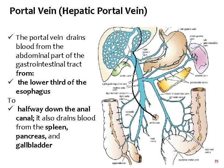 Portal Vein (Hepatic Portal Vein) ü The portal vein drains blood from the abdominal Portal Vein (Hepatic Portal Vein) ü The portal vein drains blood from the abdominal