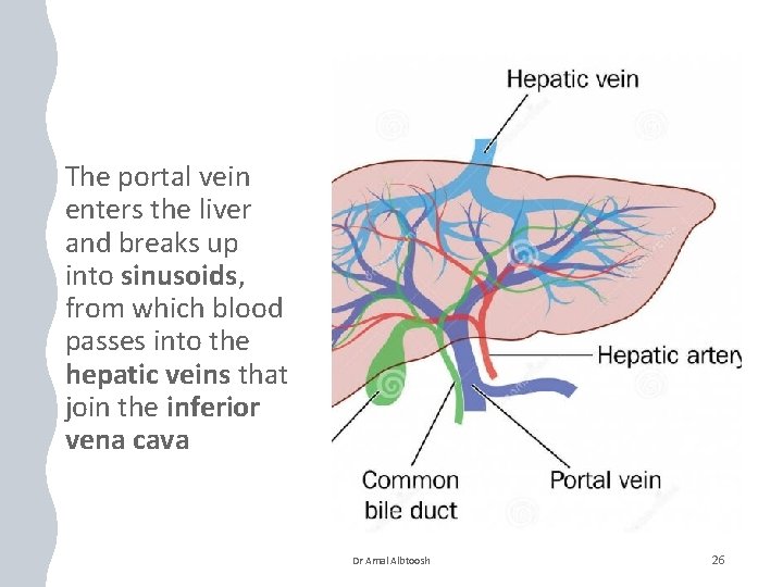 The portal vein enters the liver and breaks up into sinusoids, from which blood The portal vein enters the liver and breaks up into sinusoids, from which blood