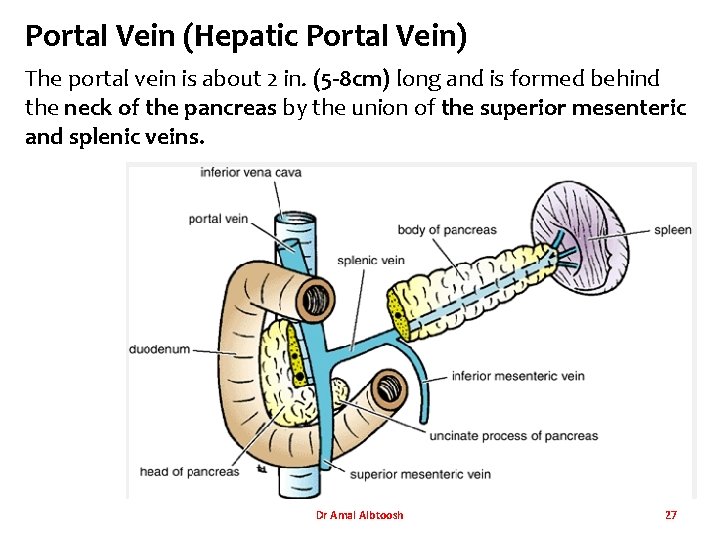 Portal Vein (Hepatic Portal Vein) The portal vein is about 2 in. (5 -8 Portal Vein (Hepatic Portal Vein) The portal vein is about 2 in. (5 -8