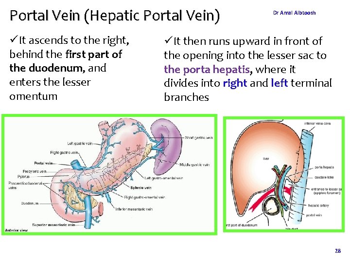 Portal Vein (Hepatic Portal Vein) üIt ascends to the right, behind the first part Portal Vein (Hepatic Portal Vein) üIt ascends to the right, behind the first part
