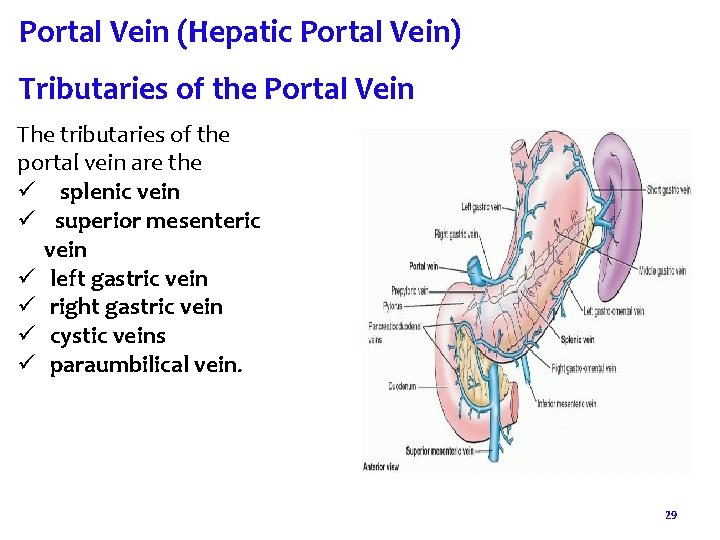 Portal Vein (Hepatic Portal Vein) Tributaries of the Portal Vein The tributaries of the Portal Vein (Hepatic Portal Vein) Tributaries of the Portal Vein The tributaries of the