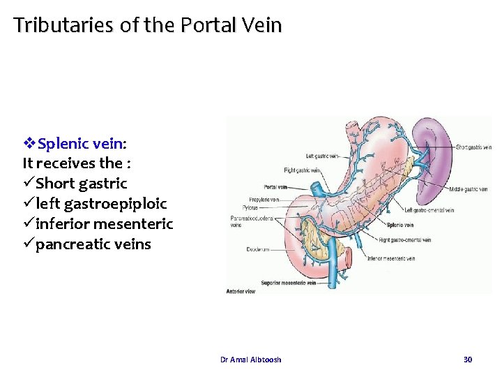 Tributaries of the Portal Vein v. Splenic vein: It receives the : üShort gastric Tributaries of the Portal Vein v. Splenic vein: It receives the : üShort gastric
