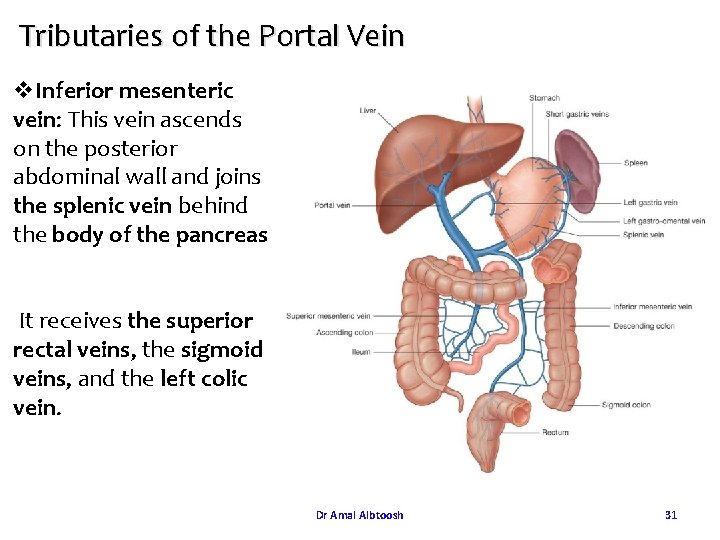 Tributaries of the Portal Vein v. Inferior mesenteric vein: This vein ascends on the Tributaries of the Portal Vein v. Inferior mesenteric vein: This vein ascends on the
