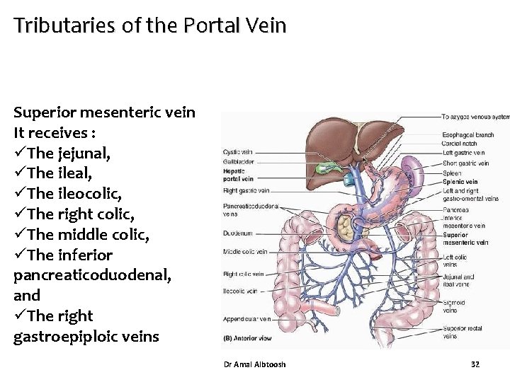 Tributaries of the Portal Vein Superior mesenteric vein It receives : üThe jejunal, üThe Tributaries of the Portal Vein Superior mesenteric vein It receives : üThe jejunal, üThe