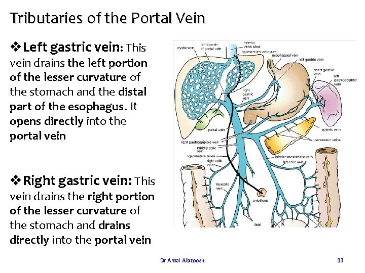 Tributaries of the Portal Vein v. Left gastric vein: This vein drains the left Tributaries of the Portal Vein v. Left gastric vein: This vein drains the left