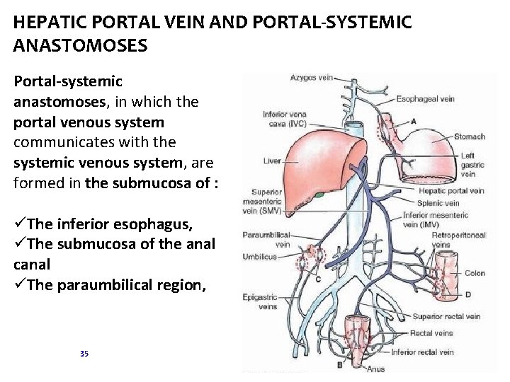 HEPATIC PORTAL VEIN AND PORTAL-SYSTEMIC ANASTOMOSES Portal-systemic anastomoses, in which the portal venous system HEPATIC PORTAL VEIN AND PORTAL-SYSTEMIC ANASTOMOSES Portal-systemic anastomoses, in which the portal venous system
