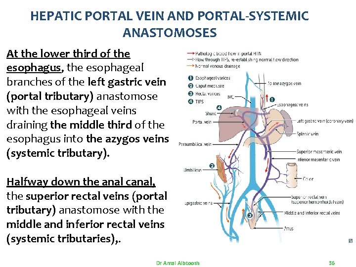 HEPATIC PORTAL VEIN AND PORTAL-SYSTEMIC ANASTOMOSES At the lower third of the esophagus, the HEPATIC PORTAL VEIN AND PORTAL-SYSTEMIC ANASTOMOSES At the lower third of the esophagus, the