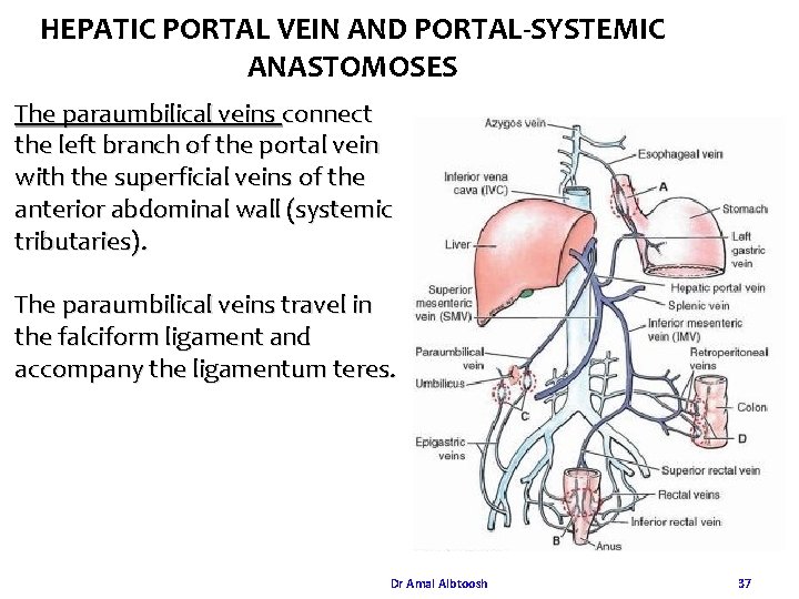 HEPATIC PORTAL VEIN AND PORTAL-SYSTEMIC ANASTOMOSES The paraumbilical veins connect the left branch of HEPATIC PORTAL VEIN AND PORTAL-SYSTEMIC ANASTOMOSES The paraumbilical veins connect the left branch of