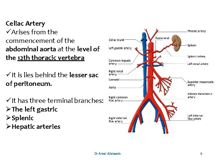Celiac Artery üArises from the commencement of the abdominal aorta at the level of Celiac Artery üArises from the commencement of the abdominal aorta at the level of