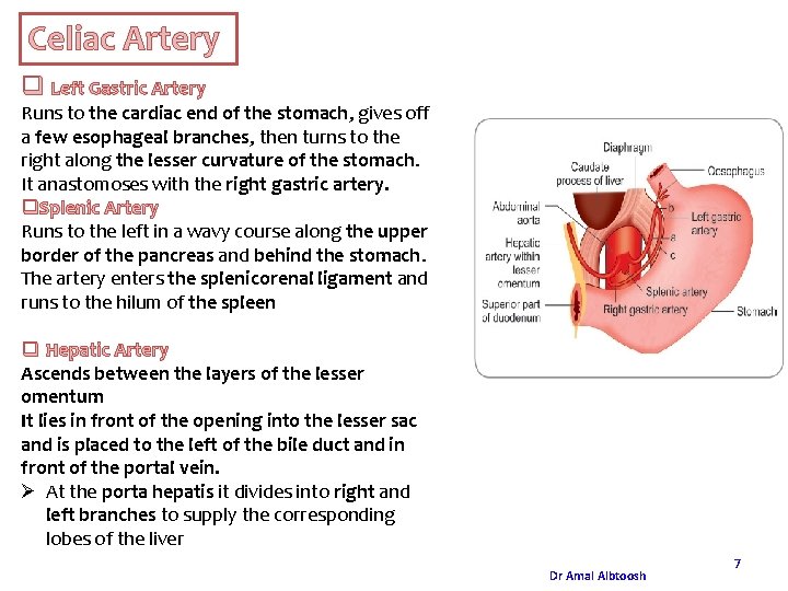 Celiac Artery q Left Gastric Artery Runs to the cardiac end of the stomach, Celiac Artery q Left Gastric Artery Runs to the cardiac end of the stomach,