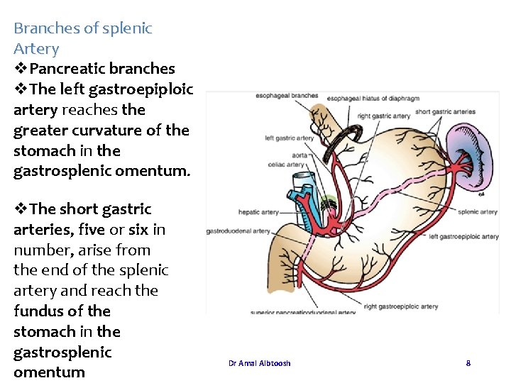 Branches of splenic Artery v. Pancreatic branches v. The left gastroepiploic artery reaches the Branches of splenic Artery v. Pancreatic branches v. The left gastroepiploic artery reaches the