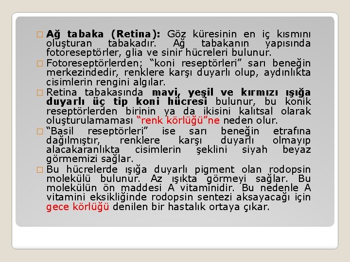 � Ağ tabaka (Retina): Göz küresinin en iç kısmını oluşturan tabakadır. Ağ tabakanın yapısında