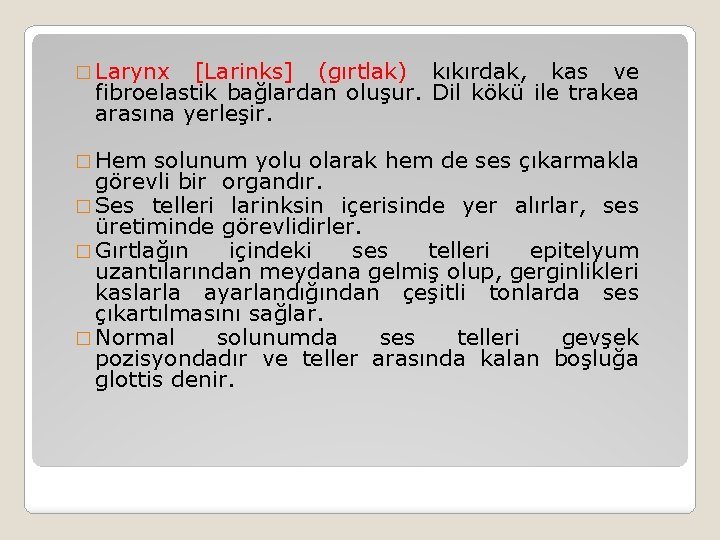 � Larynx [Larinks] (gırtlak) kıkırdak, kas ve fibroelastik bağlardan oluşur. Dil kökü ile trakea