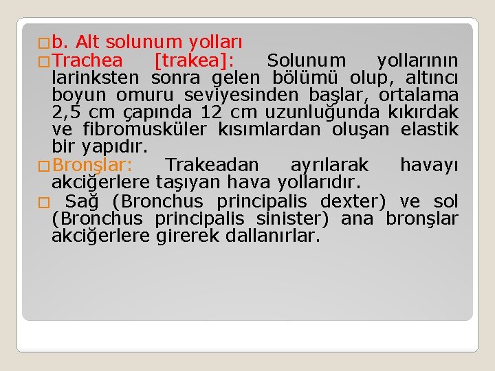 �b. Alt solunum yolları �Trachea [trakea]: Solunum yollarının larinksten sonra gelen bölümü olup, altıncı