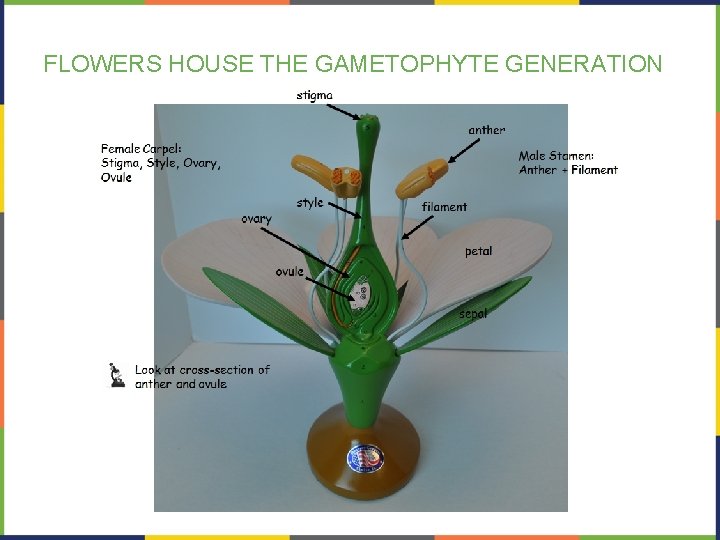 FLOWERS HOUSE THE GAMETOPHYTE GENERATION 
