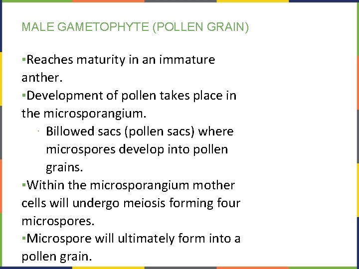 MALE GAMETOPHYTE (POLLEN GRAIN) ▪Reaches maturity in an immature anther. ▪Development of pollen takes