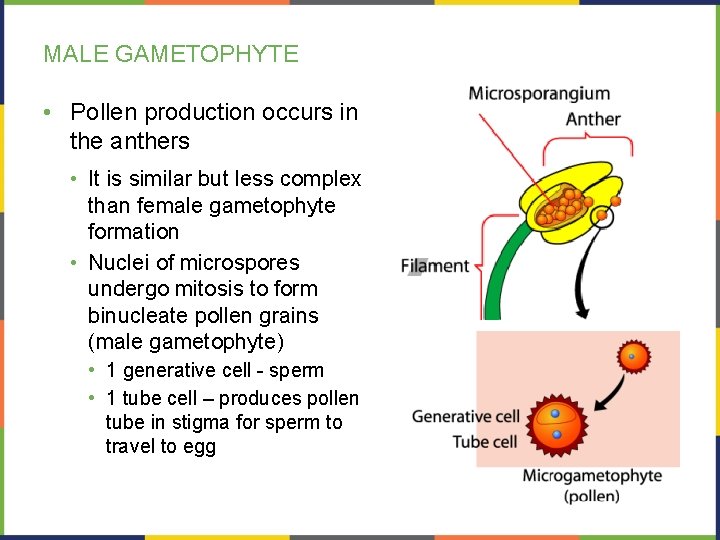 MALE GAMETOPHYTE • Pollen production occurs in the anthers • It is similar but