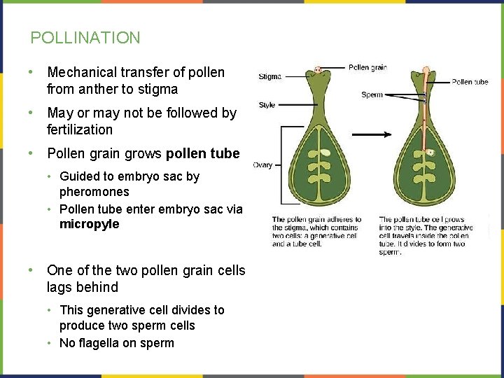 POLLINATION • Mechanical transfer of pollen from anther to stigma • May or may