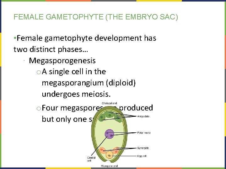 FEMALE GAMETOPHYTE (THE EMBRYO SAC) ▪Female gametophyte development has two distinct phases… ∙ Megasporogenesis