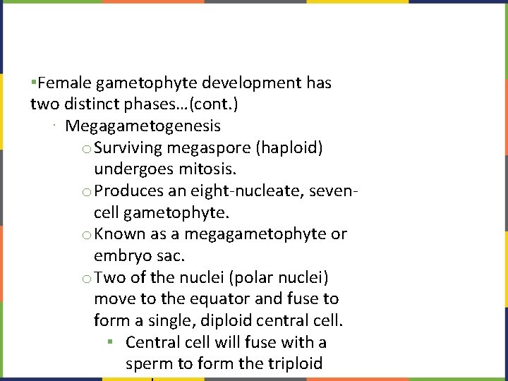 ▪Female gametophyte development has two distinct phases…(cont. ) ∙ Megagametogenesis o. Surviving megaspore (haploid)