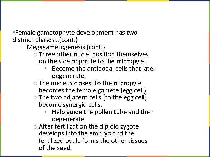 ▪Female gametophyte development has two distinct phases…(cont. ) ∙ Megagametogenesis (cont. ) o Three