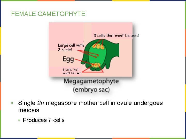 FEMALE GAMETOPHYTE • Single 2 n megaspore mother cell in ovule undergoes meiosis •