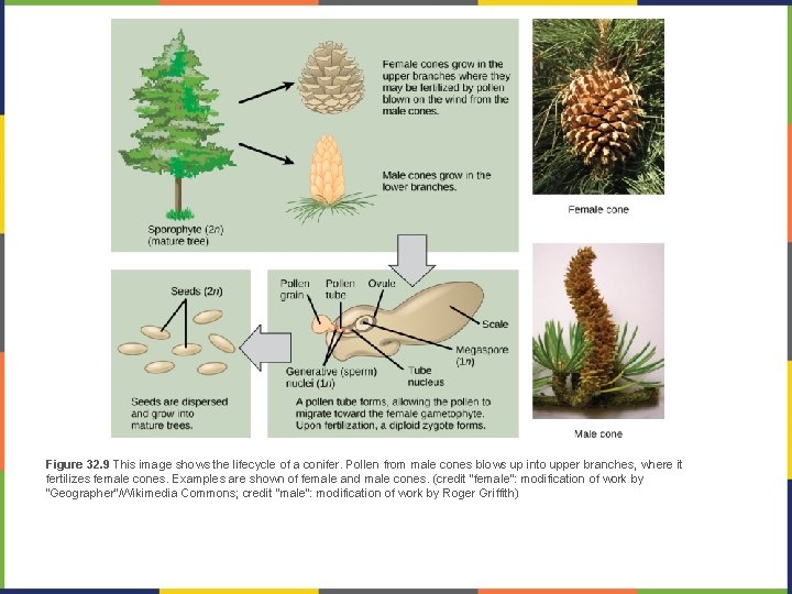 Figure 32. 9 This image shows the lifecycle of a conifer. Pollen from male