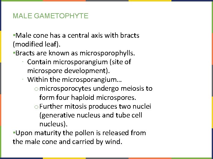 MALE GAMETOPHYTE ▪Male cone has a central axis with bracts (modified leaf). ▪Bracts are