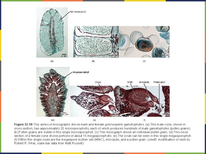 Figure 32. 10 This series of micrographs shows male and female gymnosperm gametophytes. (a)