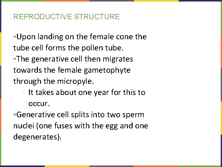 REPRODUCTIVE STRUCTURE ▪Upon landing on the female cone the tube cell forms the pollen