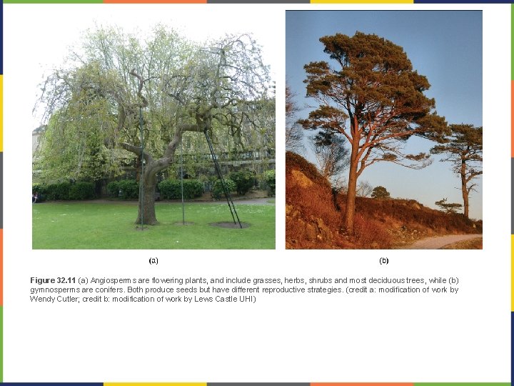 Figure 32. 11 (a) Angiosperms are flowering plants, and include grasses, herbs, shrubs and