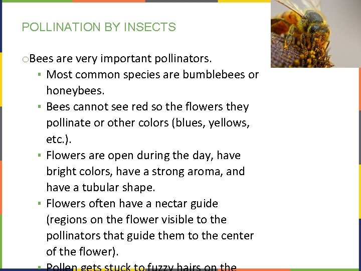 POLLINATION BY INSECTS o. Bees are very important pollinators. ▪ Most common species are