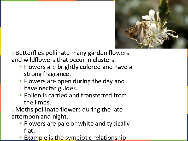 o. Butterflies pollinate many garden flowers and wildflowers that occur in clusters. ▪ Flowers
