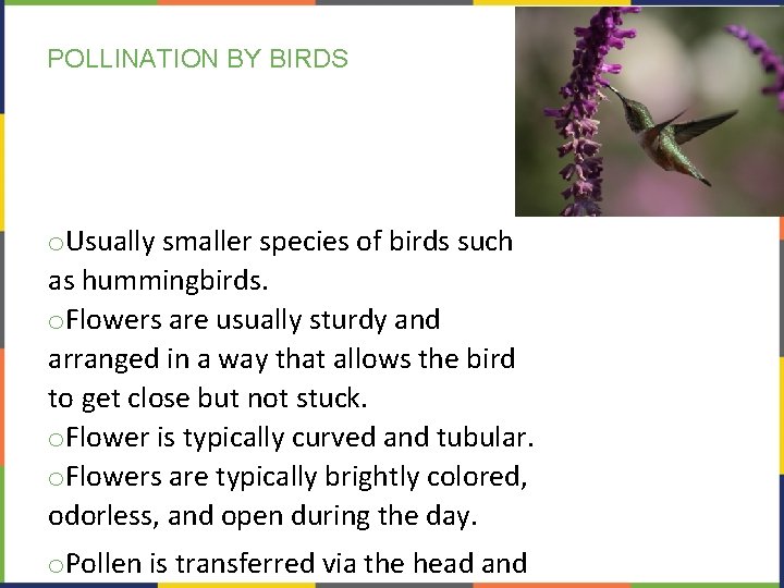 POLLINATION BY BIRDS o. Usually smaller species of birds such as hummingbirds. o. Flowers